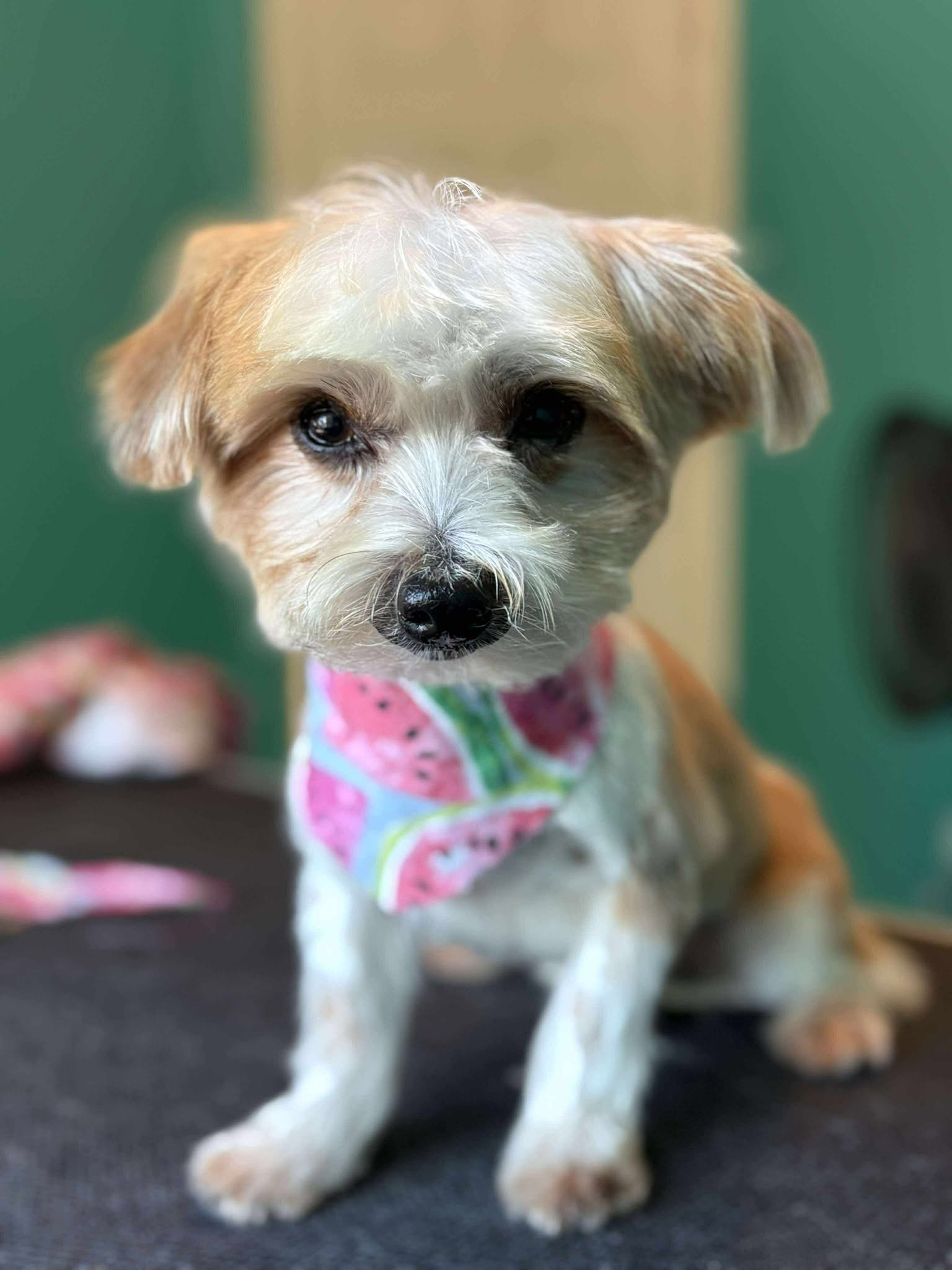 adoptable Dog in Gretna, NE named Tootles