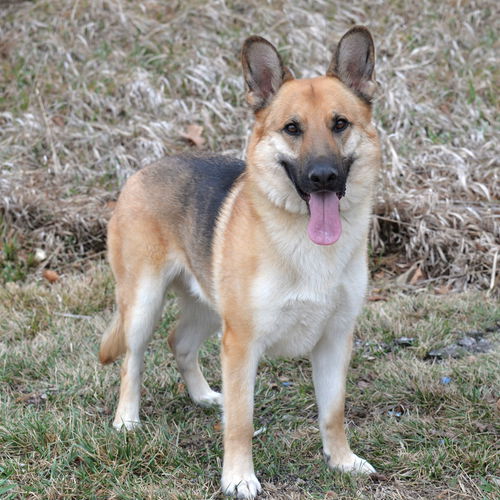 Tobias