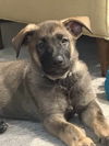 adoptable Dog in  named Marco-Summer Resort litter-