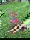 adoptable Dog in  named Tiki-Summer Resort litter