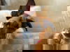 adoptable Dog in  named Tiki-Summer Resort litter