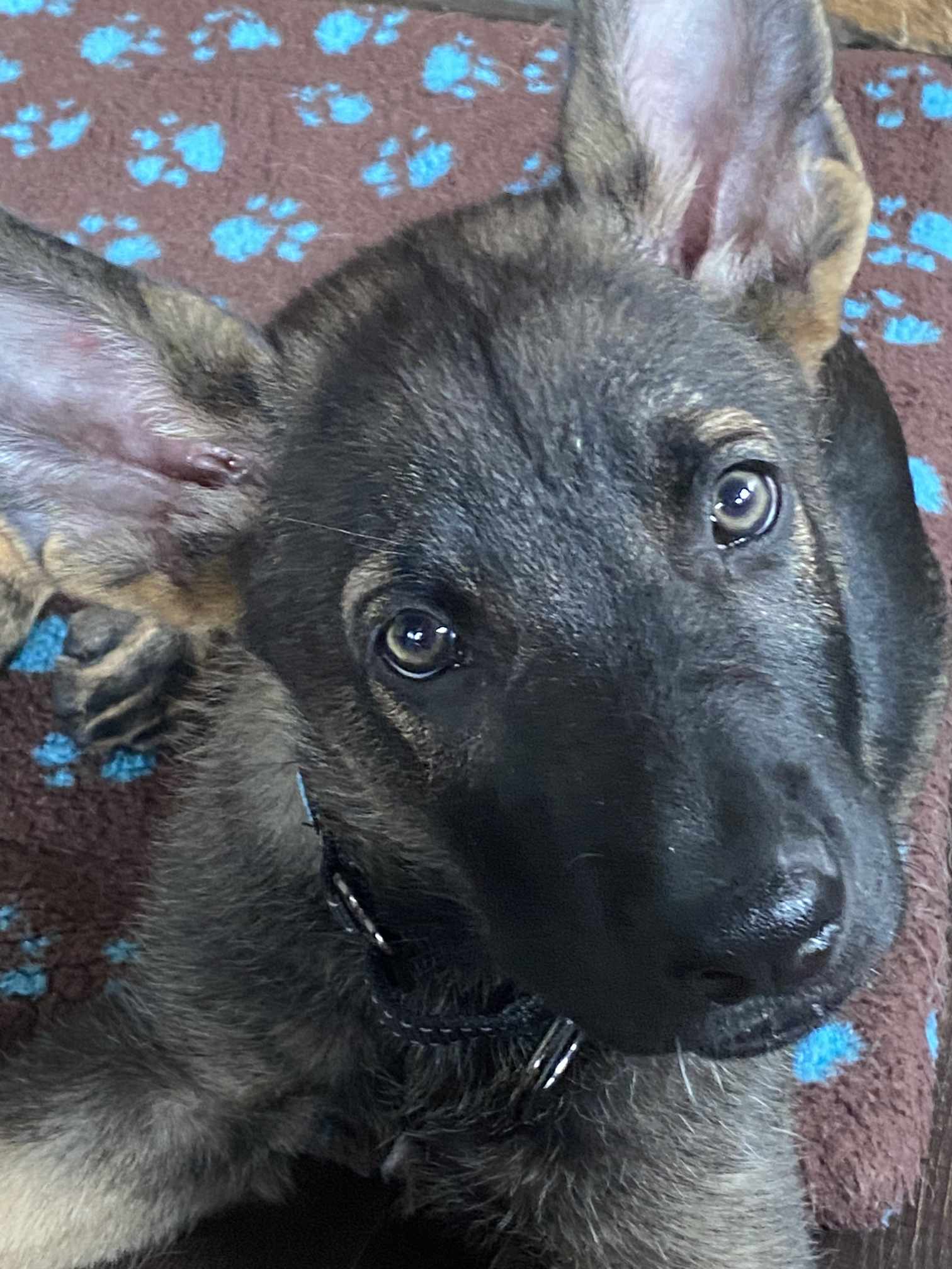 adoptable Dog in Gretna, NE named Polo (nka Jager)-Summer Resort *PENDING*