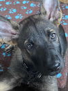 adoptable Dog in  named Polo (nka Jager)-Summer Resort *PENDING*