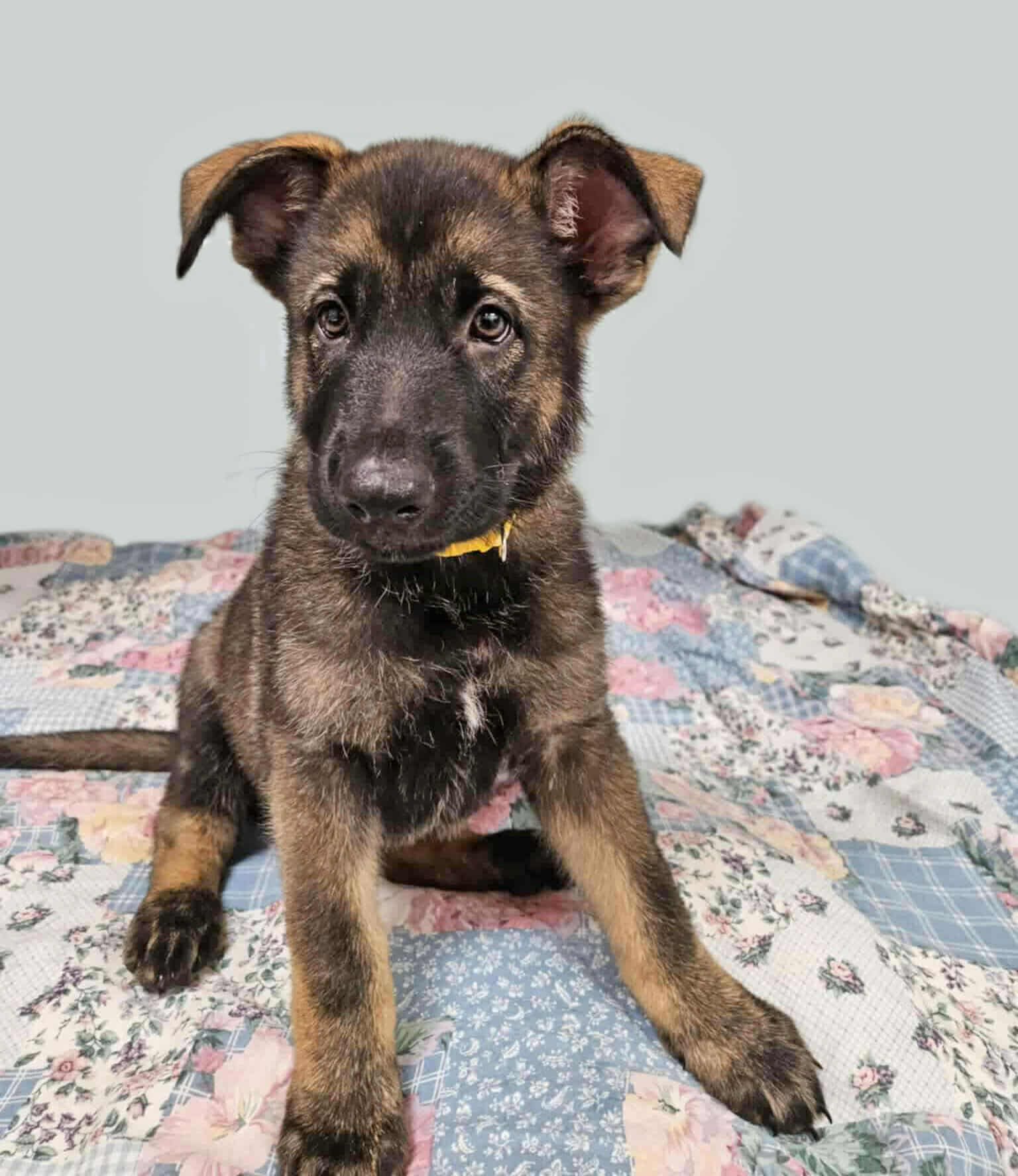 adoptable Dog in Gretna, NE named Breezy