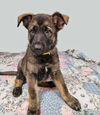 adoptable Dog in  named Breezy