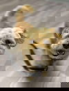 Cheerio