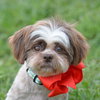 Mocha *PENDING*