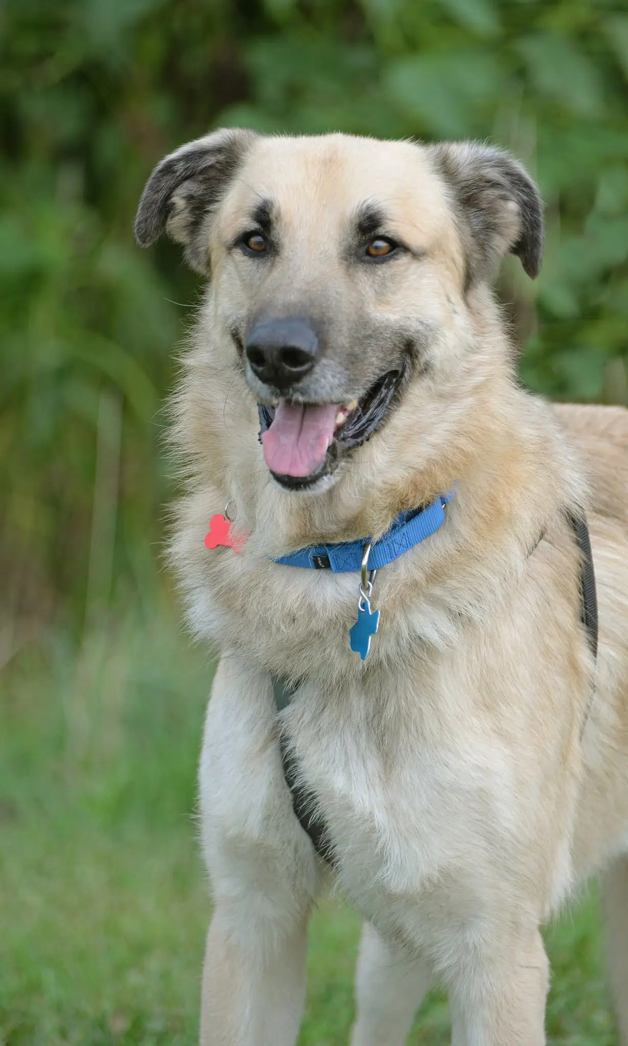 Ollie - German Shepherd Dog