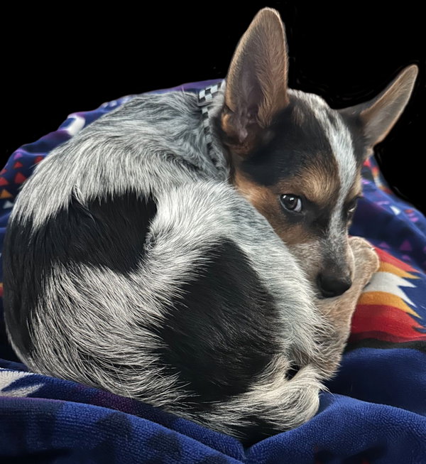Lobo *PENDING*