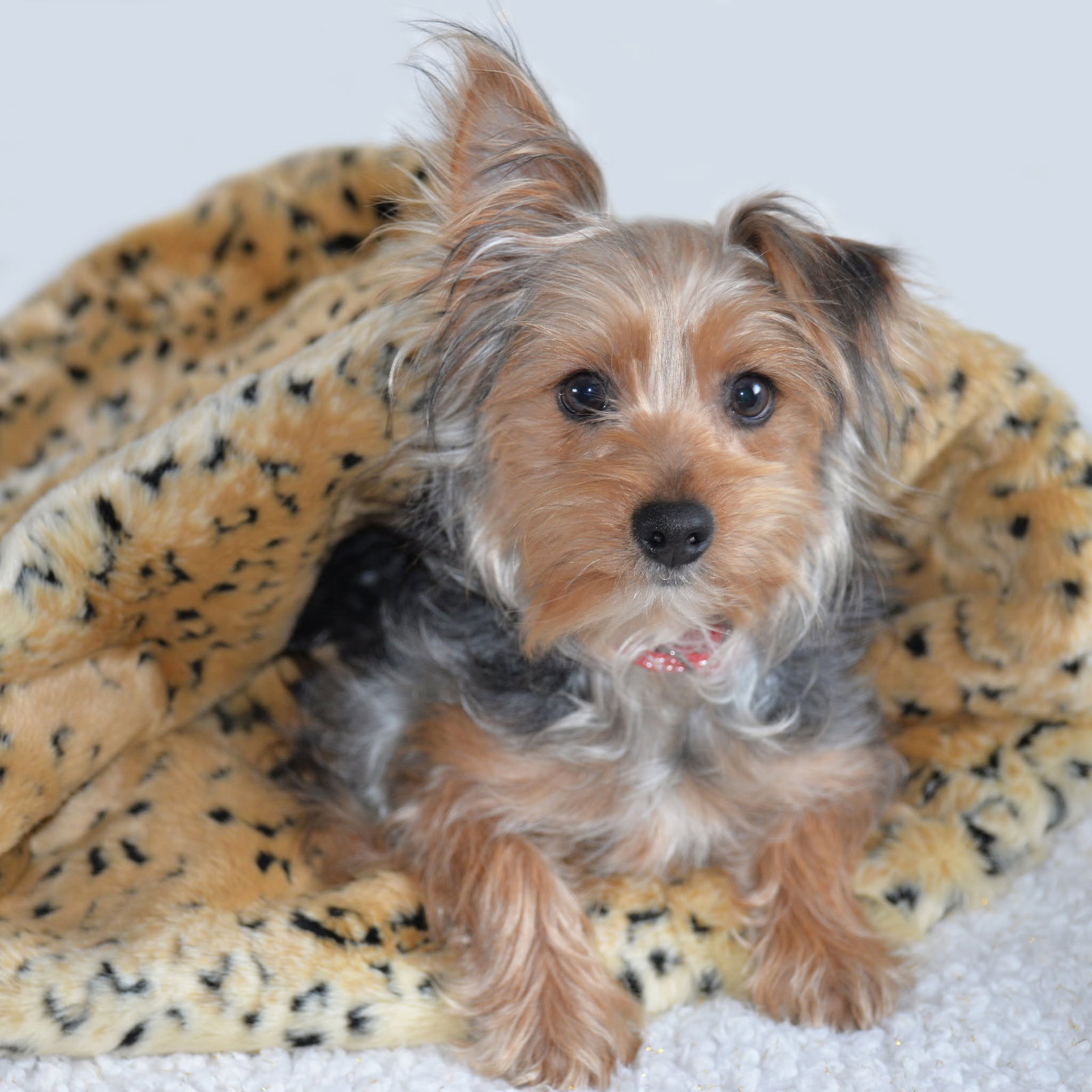 Muffin. New Name: Teddy.  *PENDING* Image
