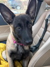 Echo