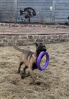 Echo