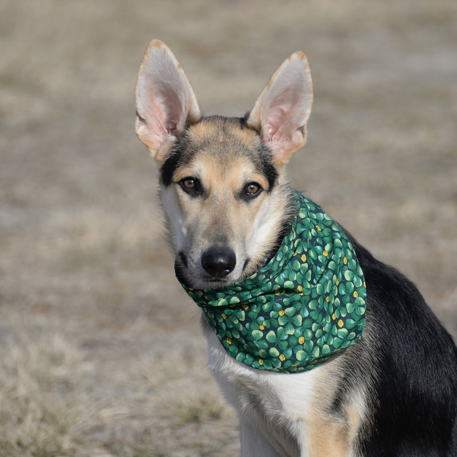 German Shepherd