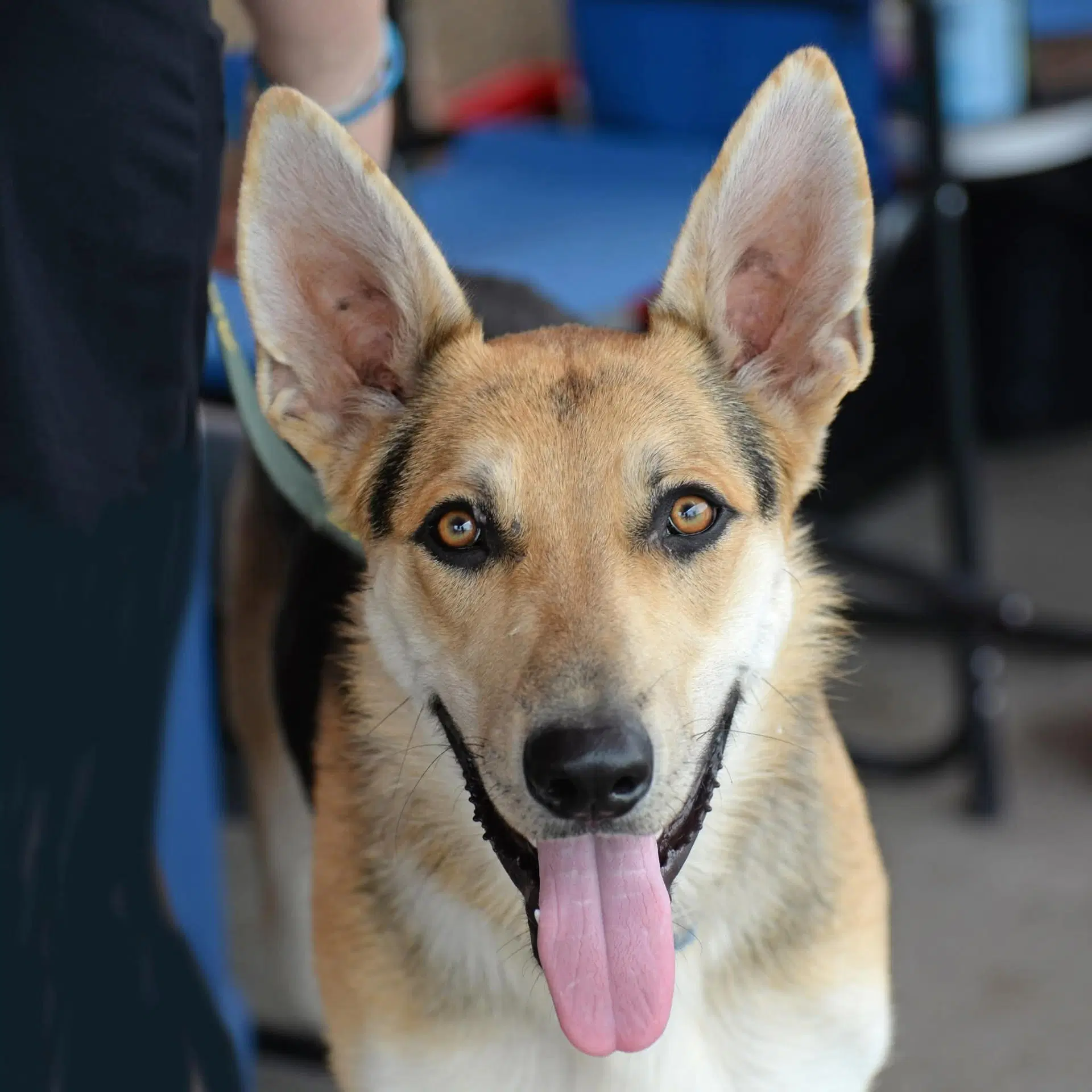 Harrison Aka Harry - German Shepherd Dog
