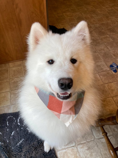 Bear