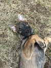 Lincoln - Nebraska Litter. Nka Murphy