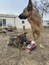 Lincoln - Nebraska Litter