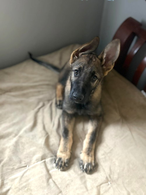 Lincoln - Nebraska Litter *PENDING*