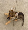 Sidney - Nebraska Litter