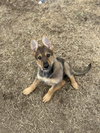 Sidney - Nebraska Litter