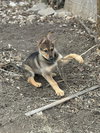 Sidney - Nebraska Litter