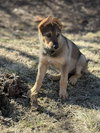 Sidney - Nebraska Litter