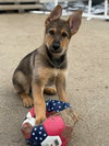 Sidney - Nebraska Litter