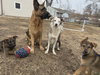 Sidney - Nebraska Litter