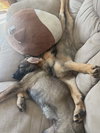 Sidney - Nebraska Litter
