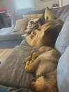 Sidney - Nebraska Litter
