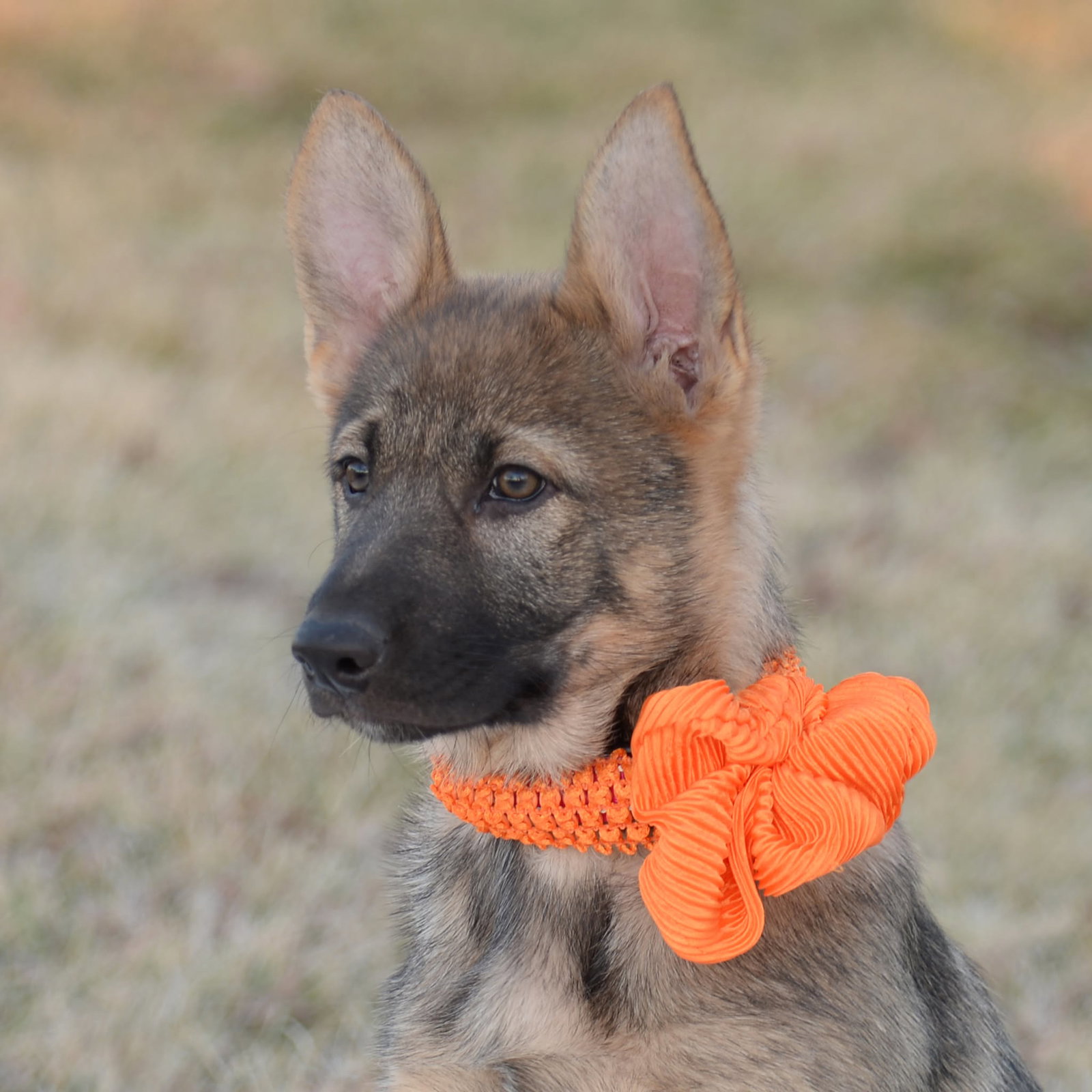 Gretna. Nka Sage - Lincoln Litter's Web Page