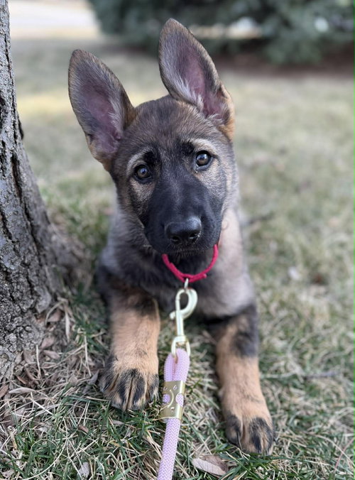 Beatrice-Nebraska Litter, nka Rumi