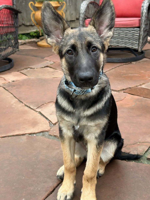 Nova
