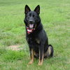 Jax (aka Jackson) - Photo 1