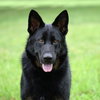 Jax (aka Jackson) - Photo 2