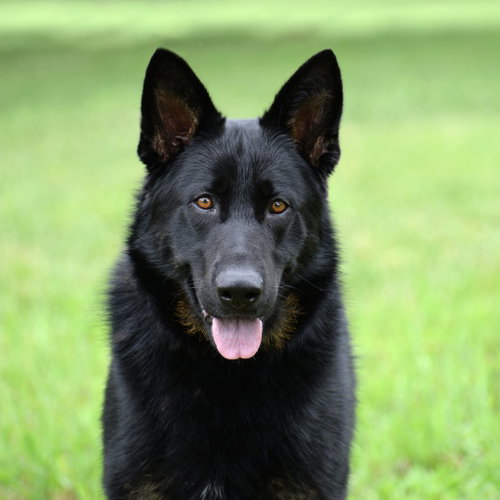 JAX (AKA JACKSON) - German Shepherd Dog available for adoption