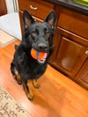 Jax (aka Jackson) - Photo 3