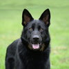 Jax (aka Jackson) - Photo 6