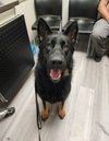 Jax (aka Jackson) - Photo 7