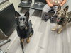 Jax (aka Jackson) - Photo 8