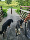 Jax (aka Jackson) - Photo 5