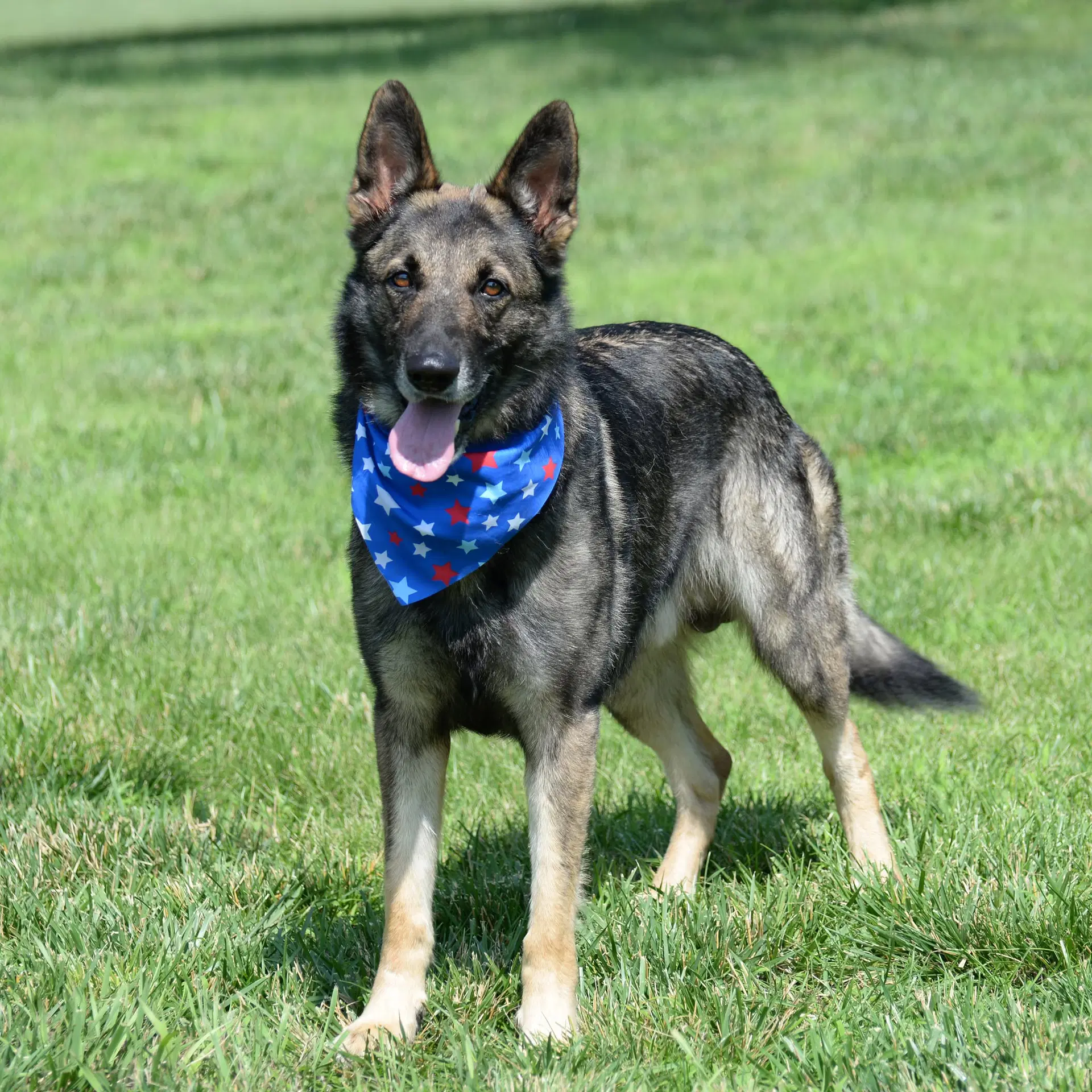Merlin - German Shepherd Dog