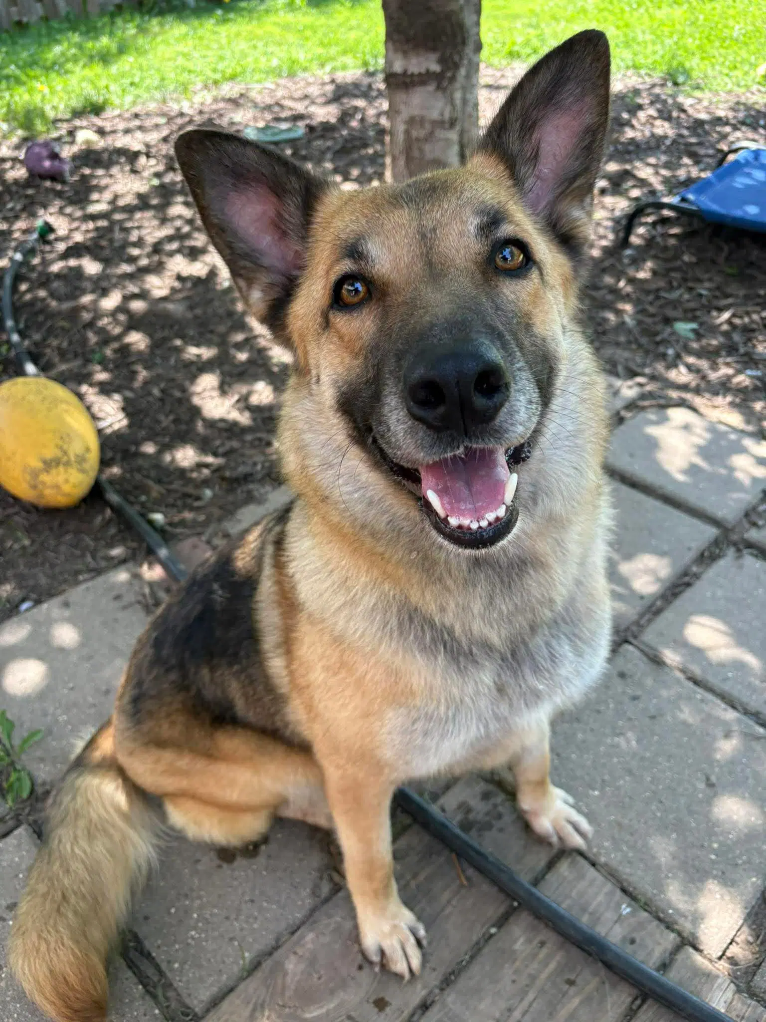 Piper - German Shepherd Dog