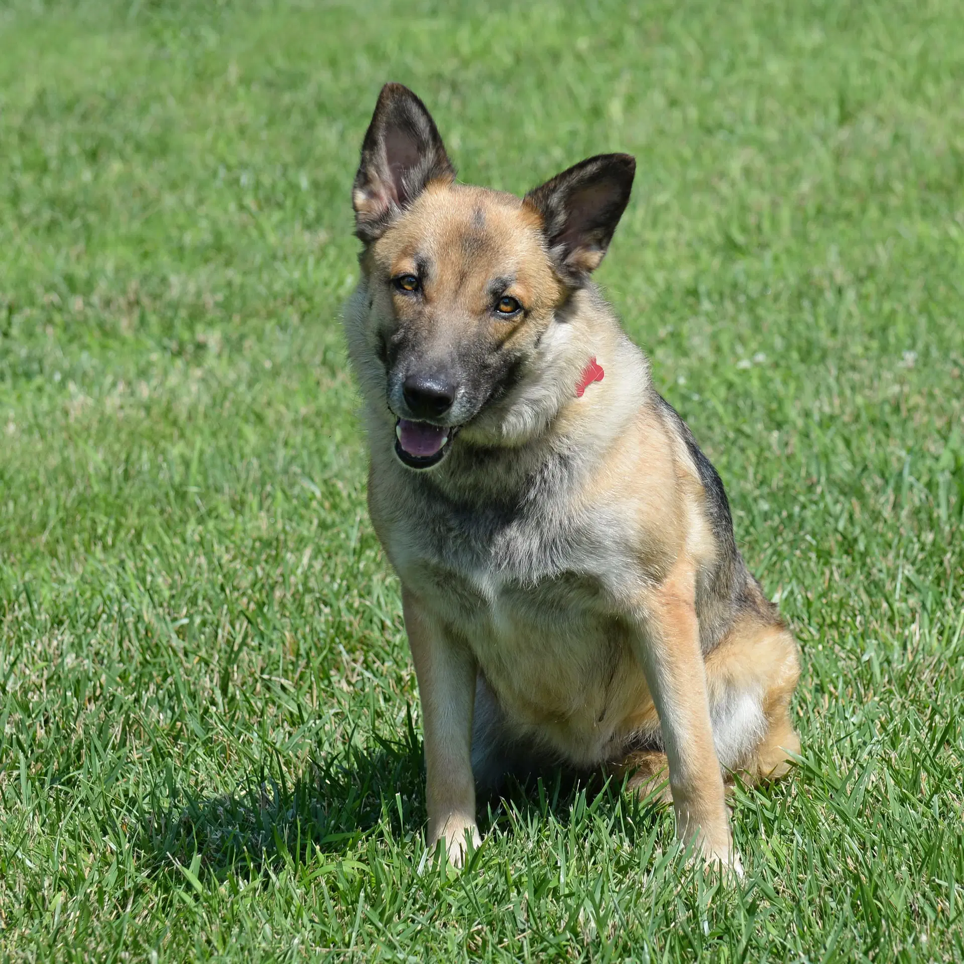 Piper image 4