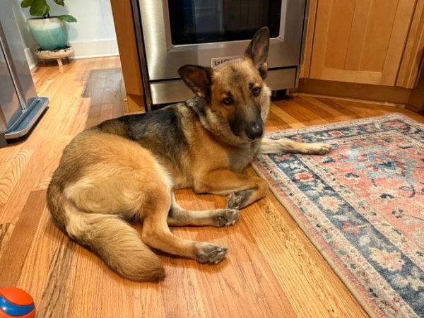 Piper