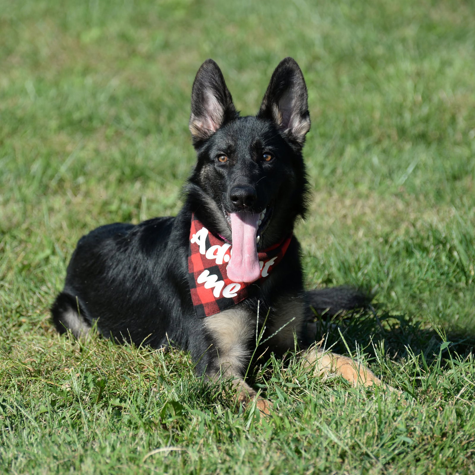 Nala, German Shepherd Dog