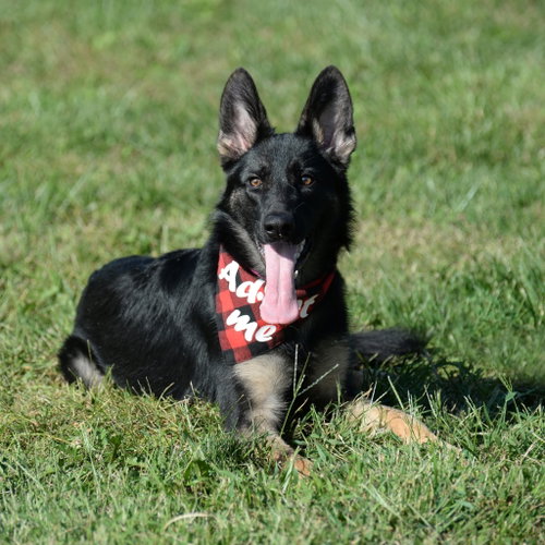 Nala * PENDING, a dog for adoption from Heartland German Shepherd Rescue