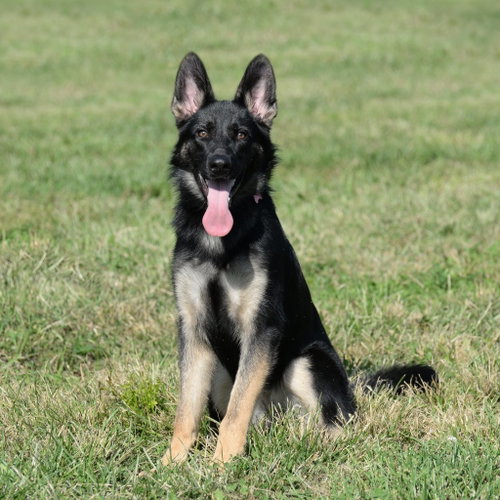 Photo 3 of Nala * PENDING