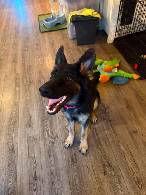 Photo 4 of Nala * PENDING