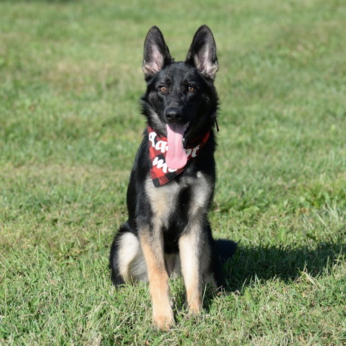Photo 6 of Nala * PENDING
